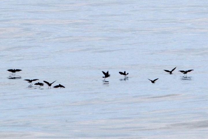 a flock of seagulls are swimming in a body of water