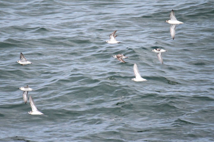a flock of seagulls are swimming in a body of water