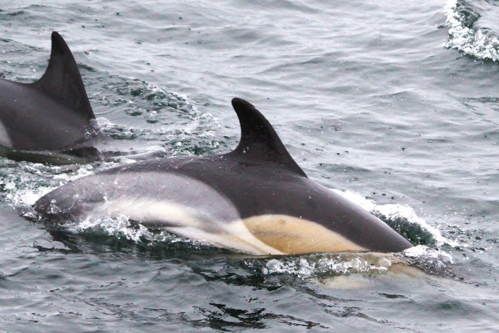 a dolphin jumping out of the water