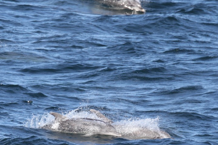 a whale jumping out of the water