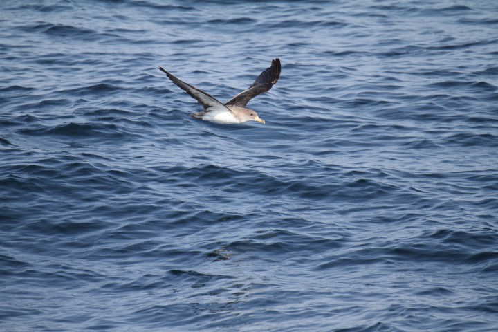 Bird with outstretched wings flying over rippling ocean water.