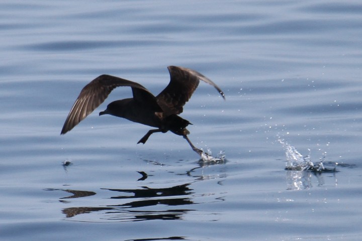 Bird taking off from water with wings spread, creating splashes on a calm surface.